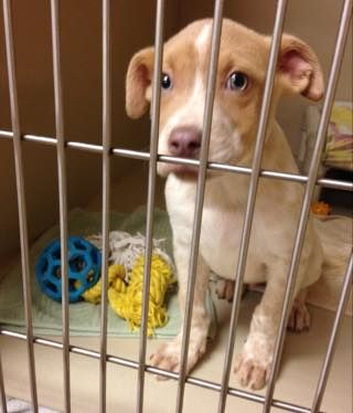 Thompson, the puppy who was stolen from his cage at the Lexington Humane Soceity
